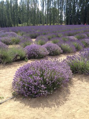 Hitting the big time lavender fields now at Graysmarsh...